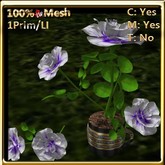 LW_ Roses in Coffee Cup _ White Purple