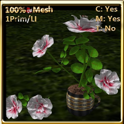 LW_ Roses in Coffee Cup _ White Red