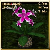 LW_ Lily Plant in Pot - Deep Pink (1LI / Prim)