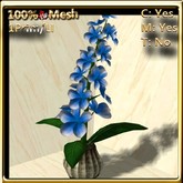 LW_ Plumeria Plant in Pot -  Blue (1 LI / Prim)