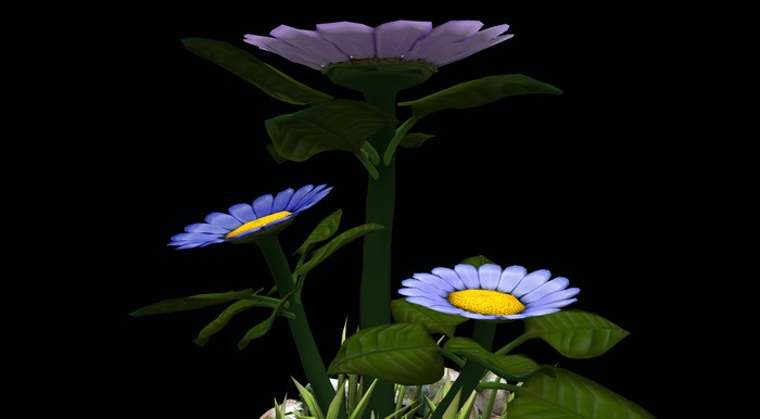 (TC)Gaint,Huge,Daisy,Flower,Garden