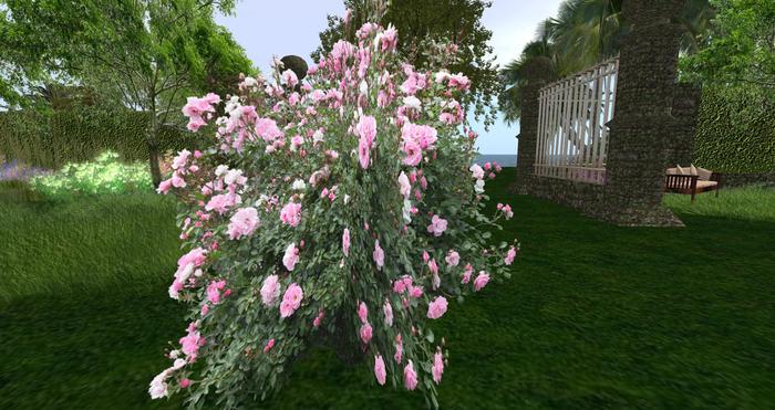 KUST Rose pink (v.2)
