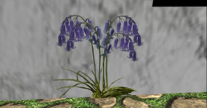 Flower Blue Bells  2D    591