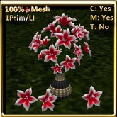 LW_Open Japanese Balloon Flowers Crimson (1 LI / Prim)