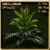 LW_ Open Bromeliad Plant -  Shiny Green (1 LI / Prim)