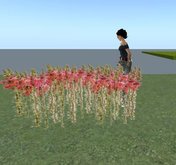 8 Plants Snapdragon Orange Flowers * 1 PRIM * 128 FACES Sculptured 118