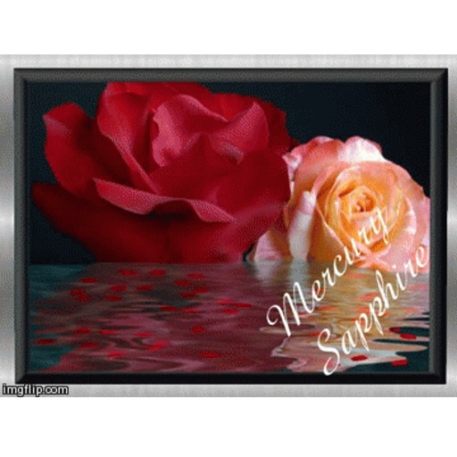 Valentine Roses Water Motion Picture Animated Picture 