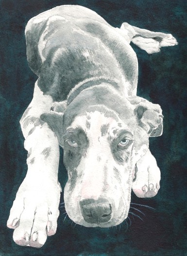 Great Dane Oakley