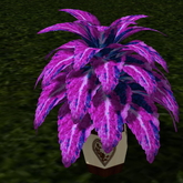 LW_ Potted Coleus Plant Mesh - Genus 3 - Pink Blue