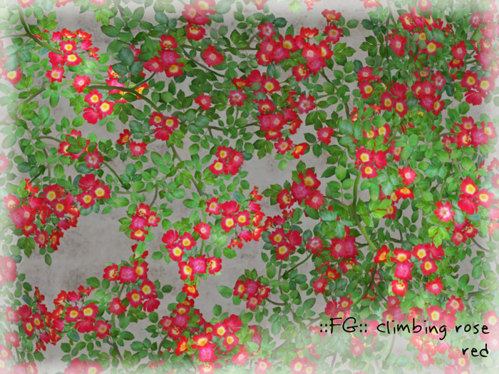 ::FG:: climbing rose / red copy