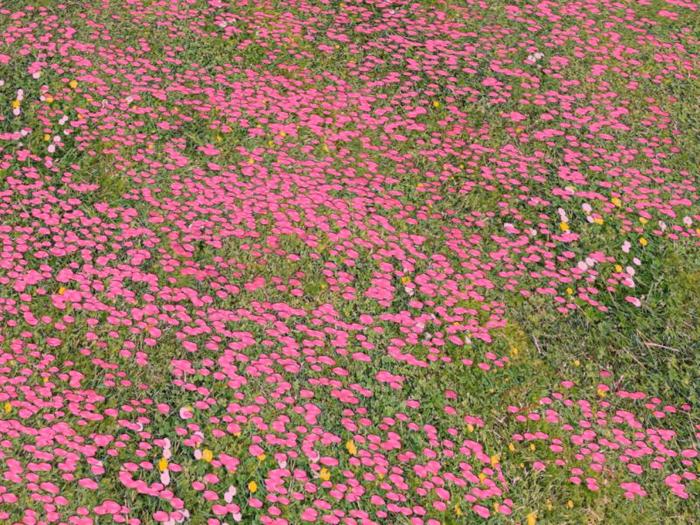 Second Life Marketplace Bed of Roses Pink (One of our useful items