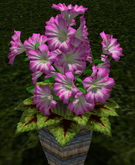 LW_ Petunias and Coleus in Barrel - Pink 4