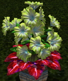 LW_ Petunias and Coleus in Barrel - Lime