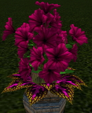 LW_ Potted Coleus Plant Mesh - Blue 1