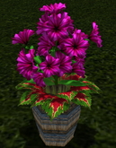 LW_ Potted Coleus Plant Mesh - Blue 1