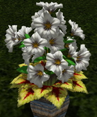 LW_ Potted Coleus Plant Mesh - Blue 1