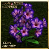 LW_ Mesh Petunia Plant - Purple Red ( 1LI / Prim)