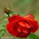 Red rose with bud