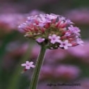 Purple Flowers