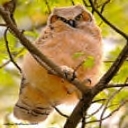 Owl 2
