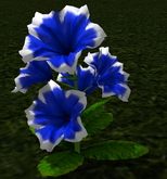 LW_ Petunia Plant Mesh - MidnightBlue White (1 LI / Prim)