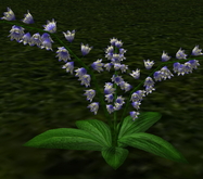 LW_ Potted Coleus Plant Mesh - Blue 1