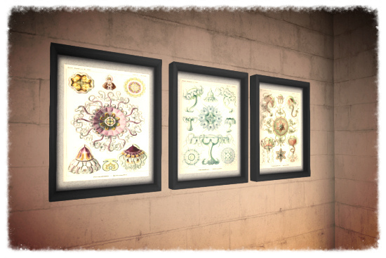 Ernst Haeckel scientific priints - boxed