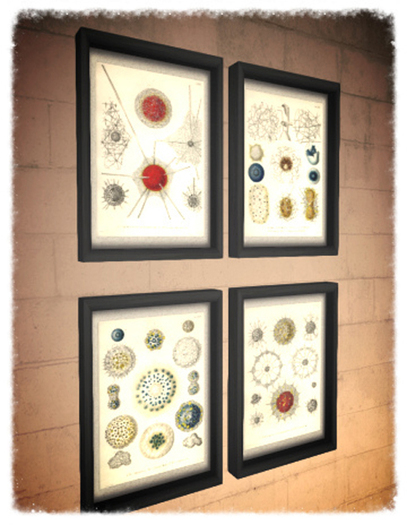 Ernst Haeckel 4 scientific priints