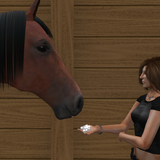 Feed and Treat Your Horse