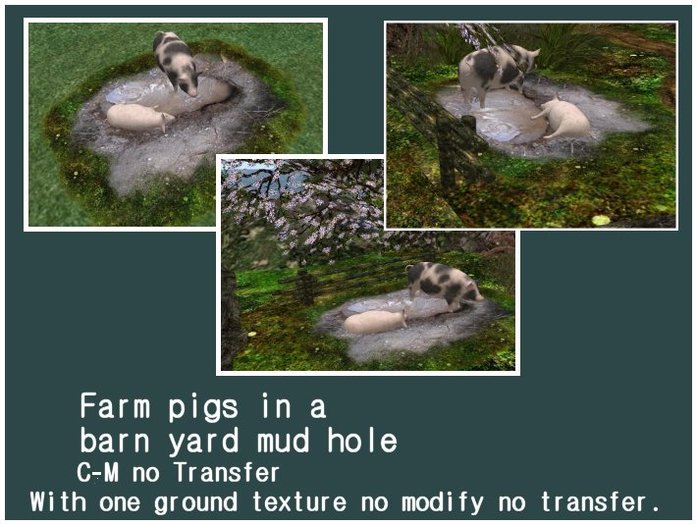 Farm Pigs in a  mud hole