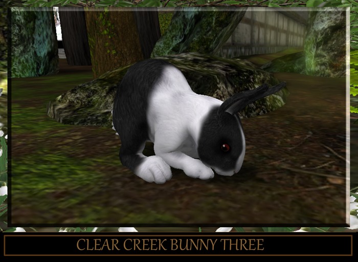 Clear Creek Bunny