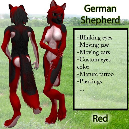 Furry German Shepherd - 