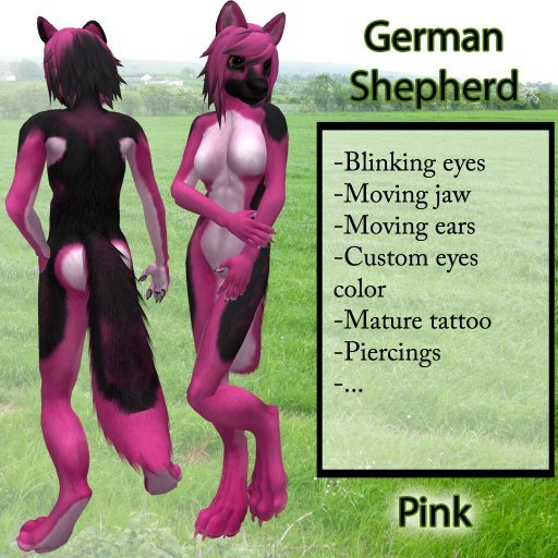 Furry German Shepherd - 