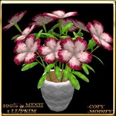 LW_JapaneseBallonFlowersWhite