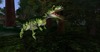 Allosaurus 010