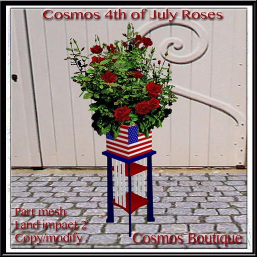 Cosmos 4th July Roses (BOX)