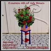 Cosmos 4th July Roses (BOX)