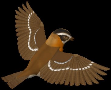 GIANT FULL PERM BIRD PACK