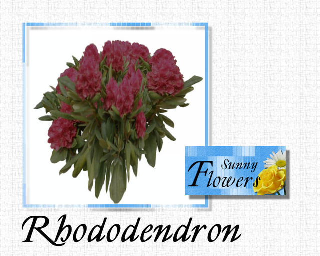 box slx SF Rhododendron dark