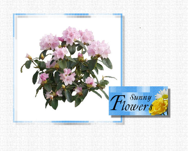 box slx SF Rhododendron light