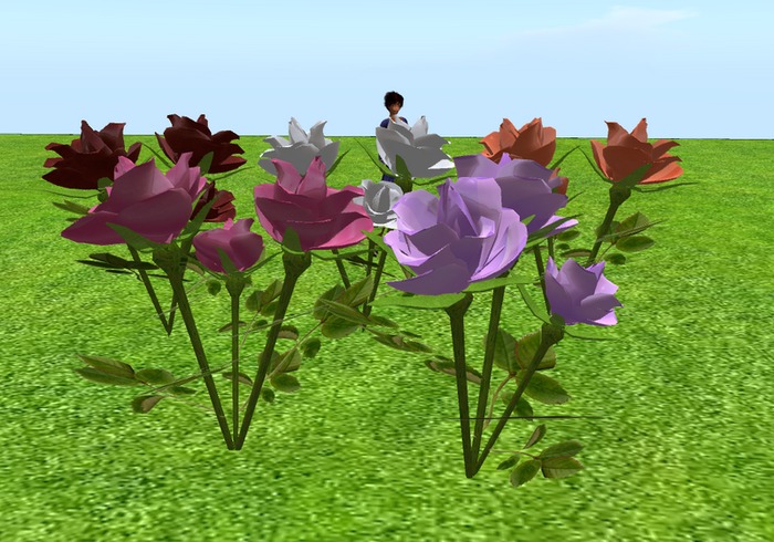 LOT DE 5 ROSIERS box