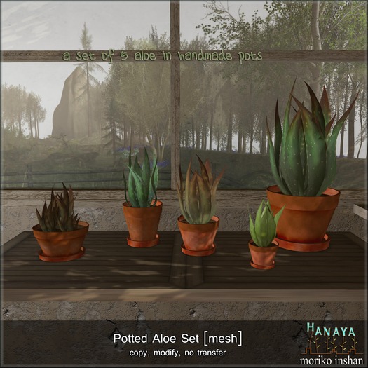 -Hanaya- Potted Aloe Set [mesh]