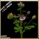 LW_ Rose Bush - White Red Wine (1 LI / Prim)